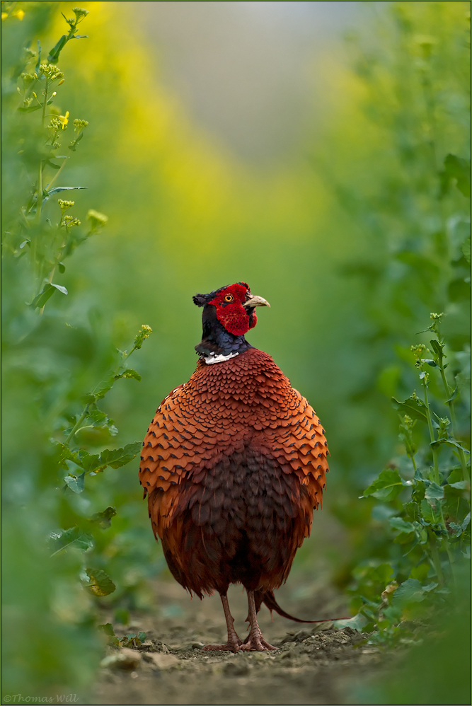 G E L B G R U N G O L D Foto Bild Tiere Wildlife Wild Lebende Vogel Bilder Auf Fotocommunity