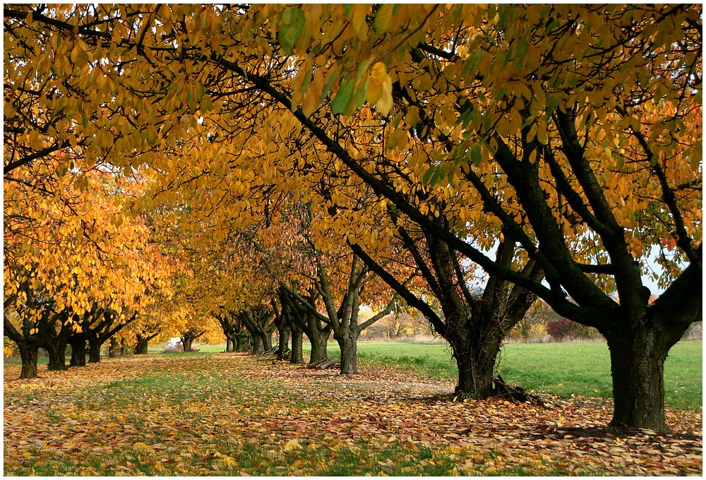  G e l b Obstbäume im November Foto & Bild jahreszeiten, herbst
