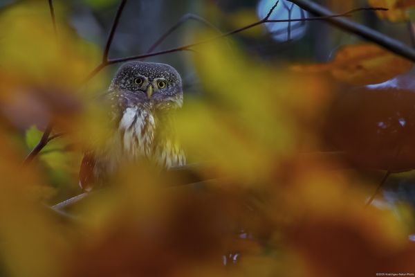 »  G l a u c i d i u m . p a s s e r i n u m «