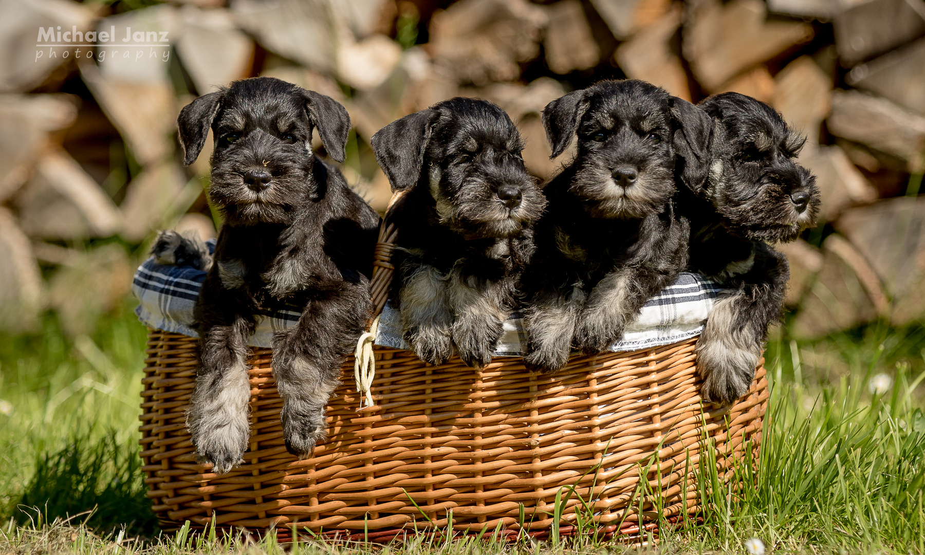 G-Litter Miniature Schnauzer black silver 7 weeks