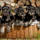 G-Litter Miniature Schnauzer black silver 7 weeks