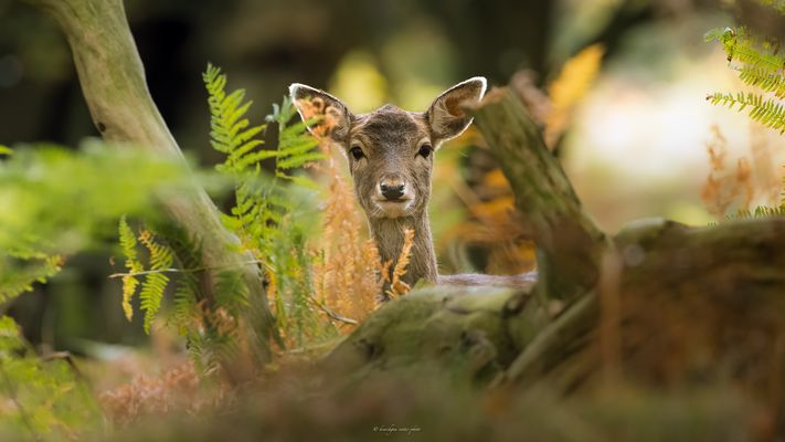 ___ g r ü n z e u g , o h r e n & a u g e n ___