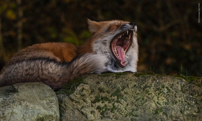 — G U D D’ N . M O R G Ä Ä H N —