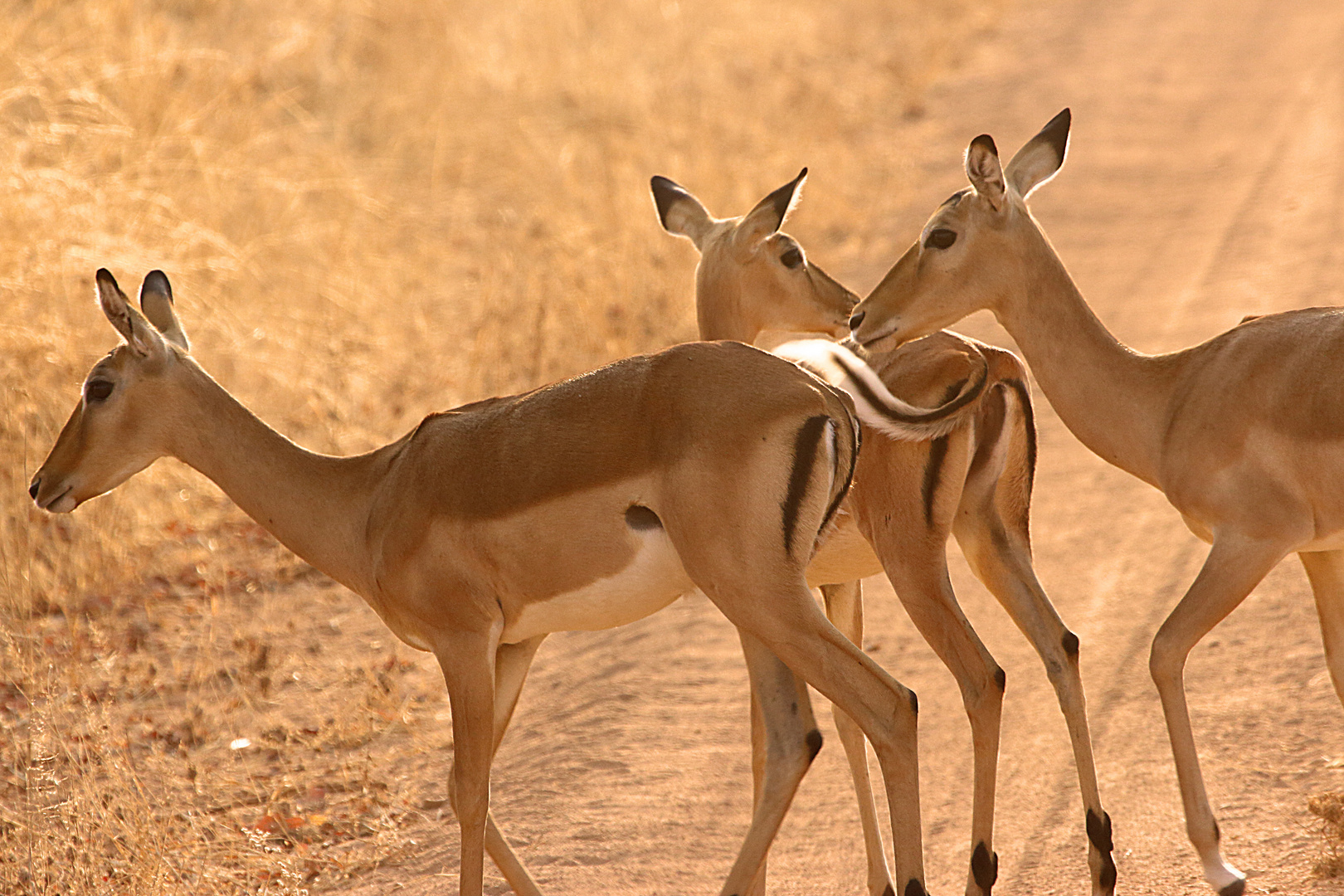 Ga comme gazelle