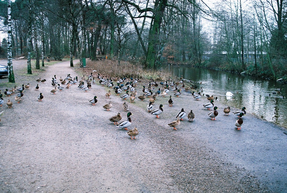 Gaaaaaanz viele Enten!!!