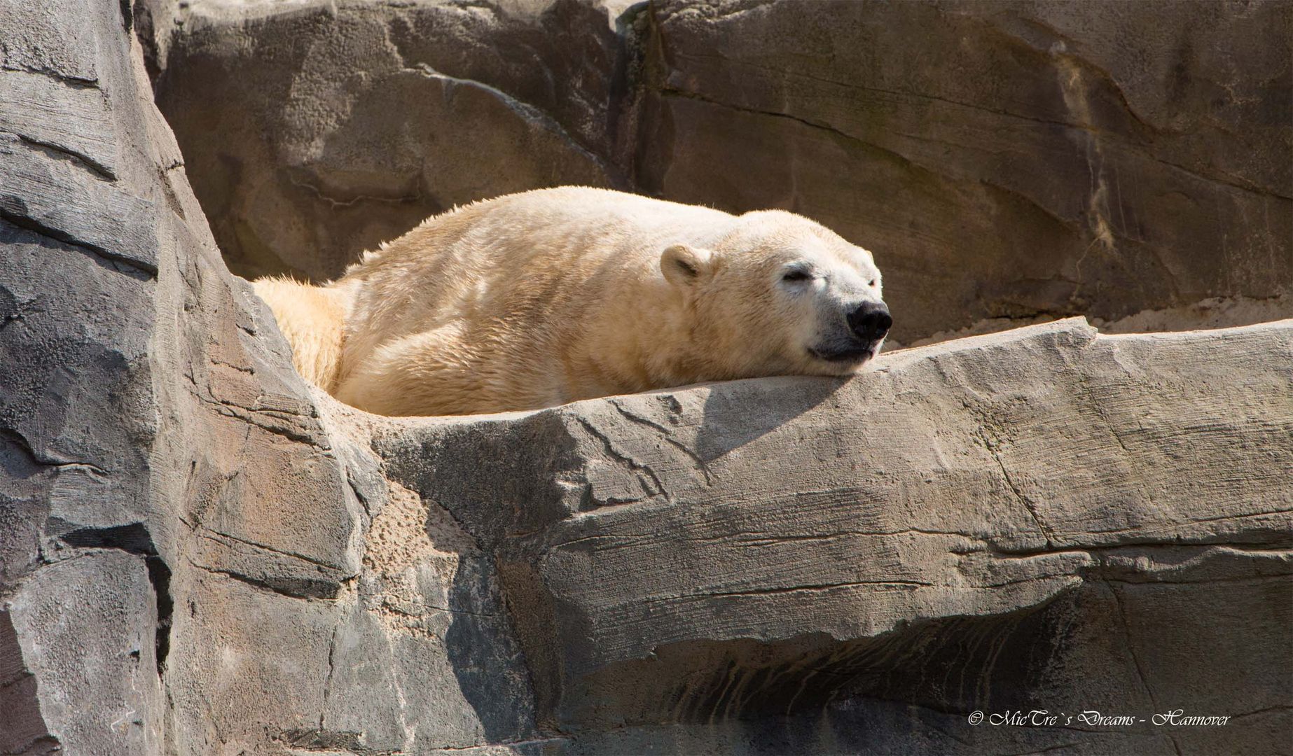 Gaaaanz ehrlich, das Leben als Eisbär ist so etwas von hart hier.... es gibt keine Kissen.. :)