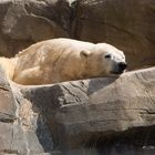 Gaaaanz ehrlich, das Leben als Eisbär ist so etwas von hart hier.... es gibt keine Kissen.. :)