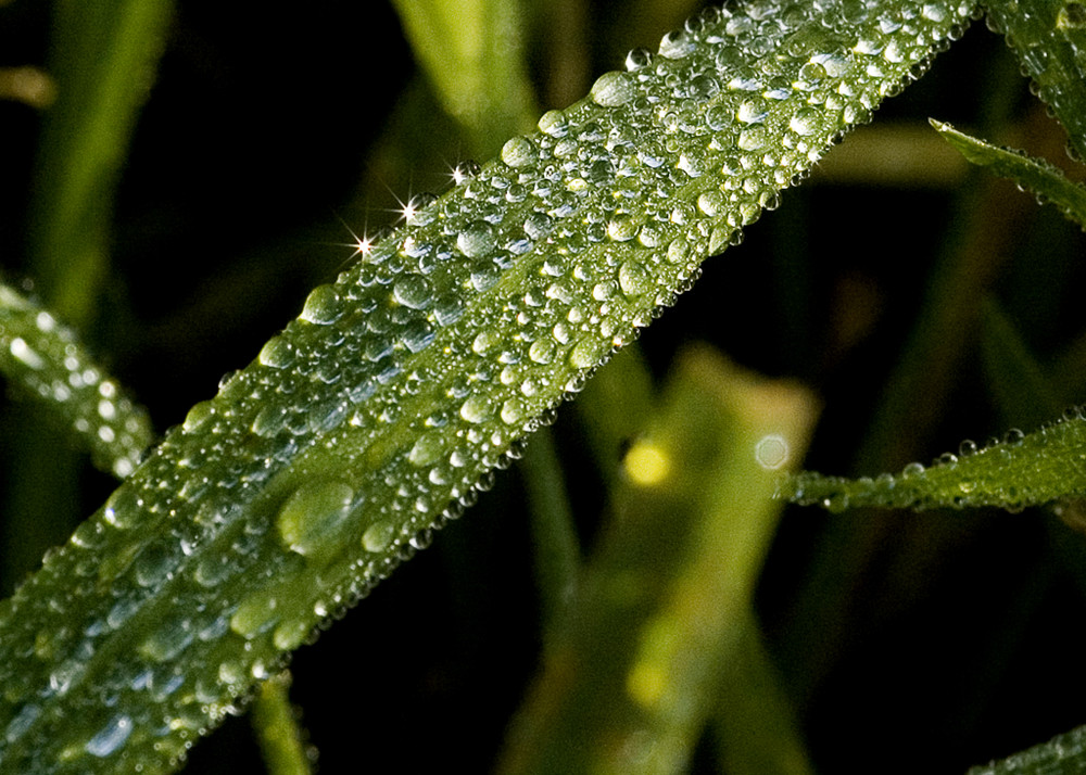 Gaaaanz viele Wassertropfen