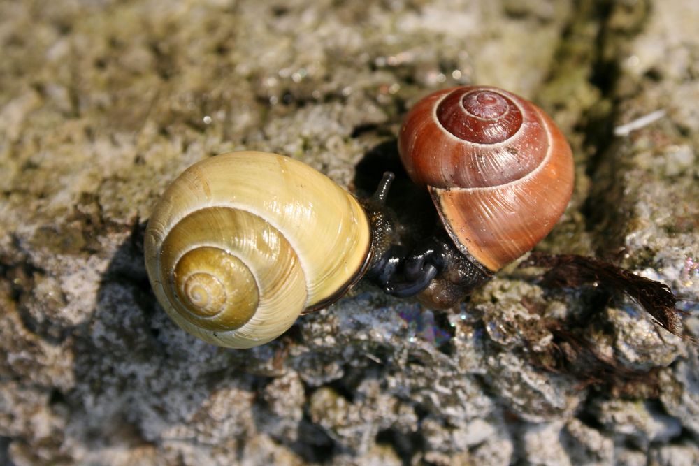 Gaaanz laaangsam anständig unanständig