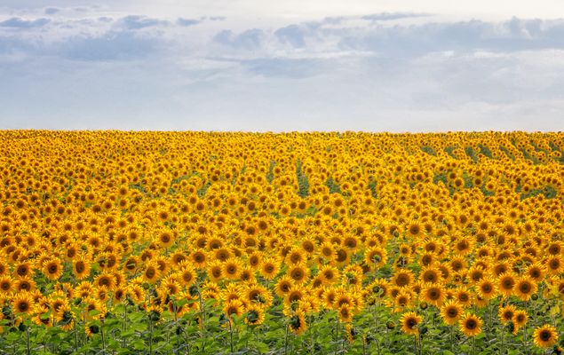 gaaanz viele  **************