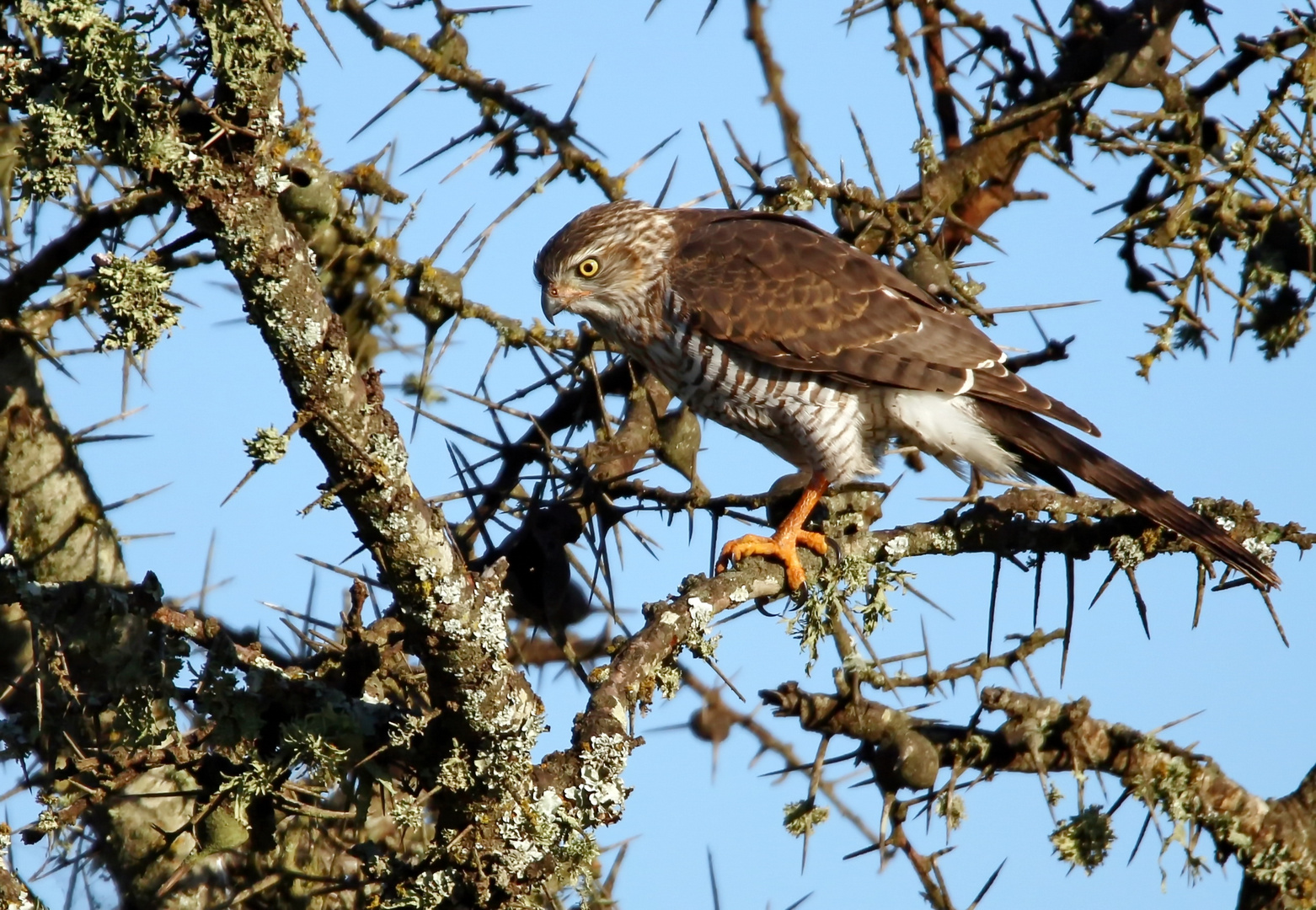 Gabar goshawk ,(Micronisus gabar)