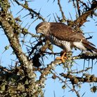 Gabar goshawk ,(Micronisus gabar)