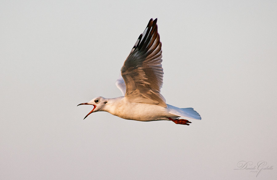 Gabbianella alla carica