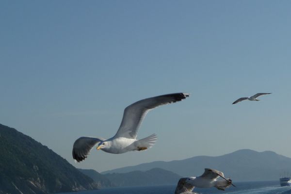 Gabbiani 1.-Sulla scia in formazione.