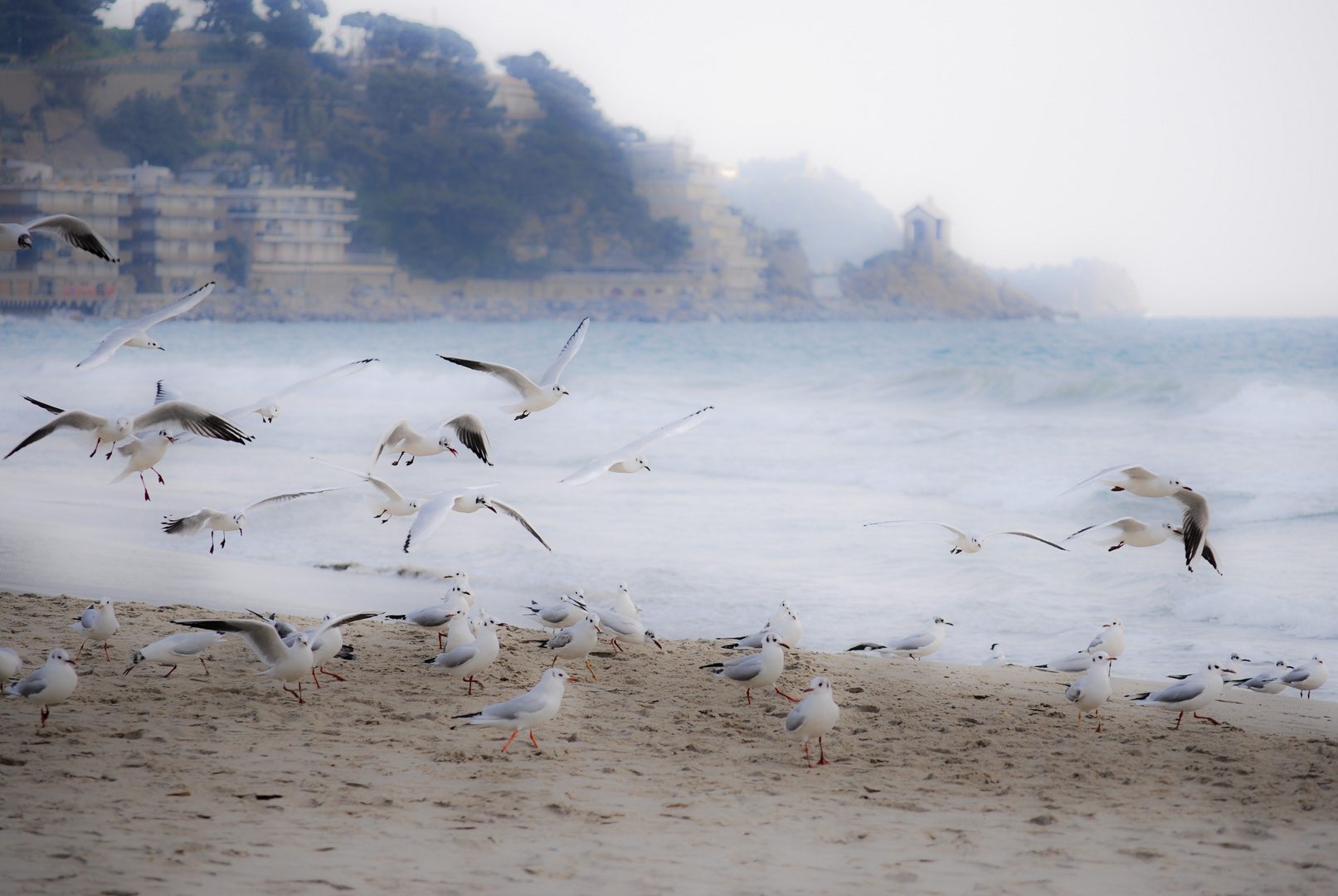 Gabbiani ad Alassio