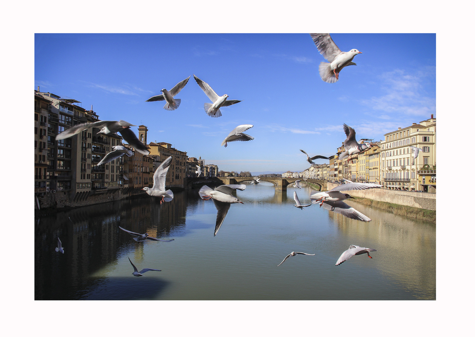 Gabbiani al Ponte Vecchio