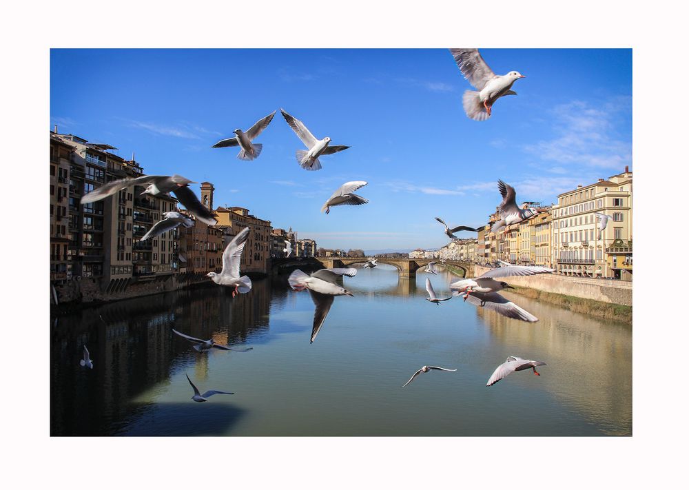 Gabbiani al Ponte Vecchio