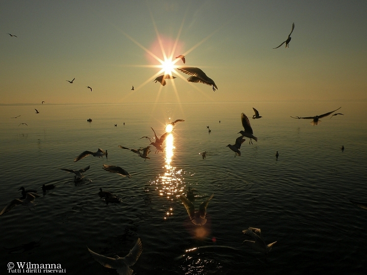 Gabbiani al tramonto