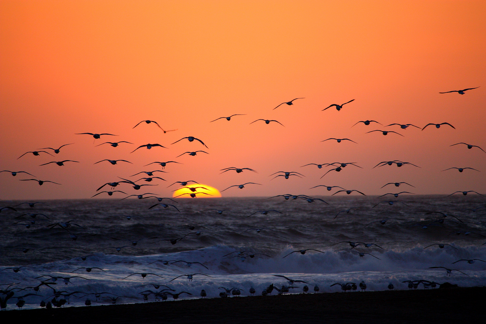 Gabbiani al tramonto