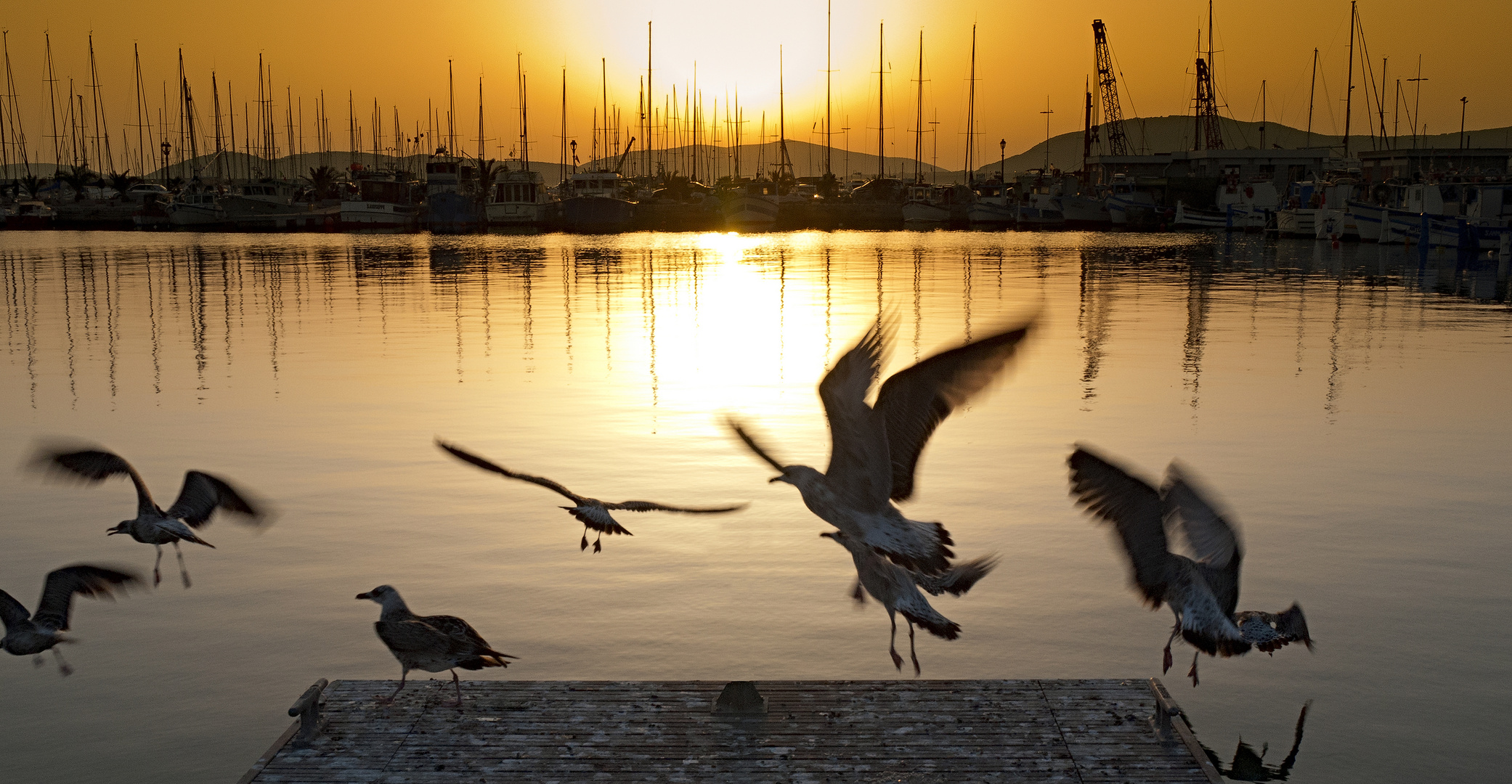 Gabbiani al tramonto