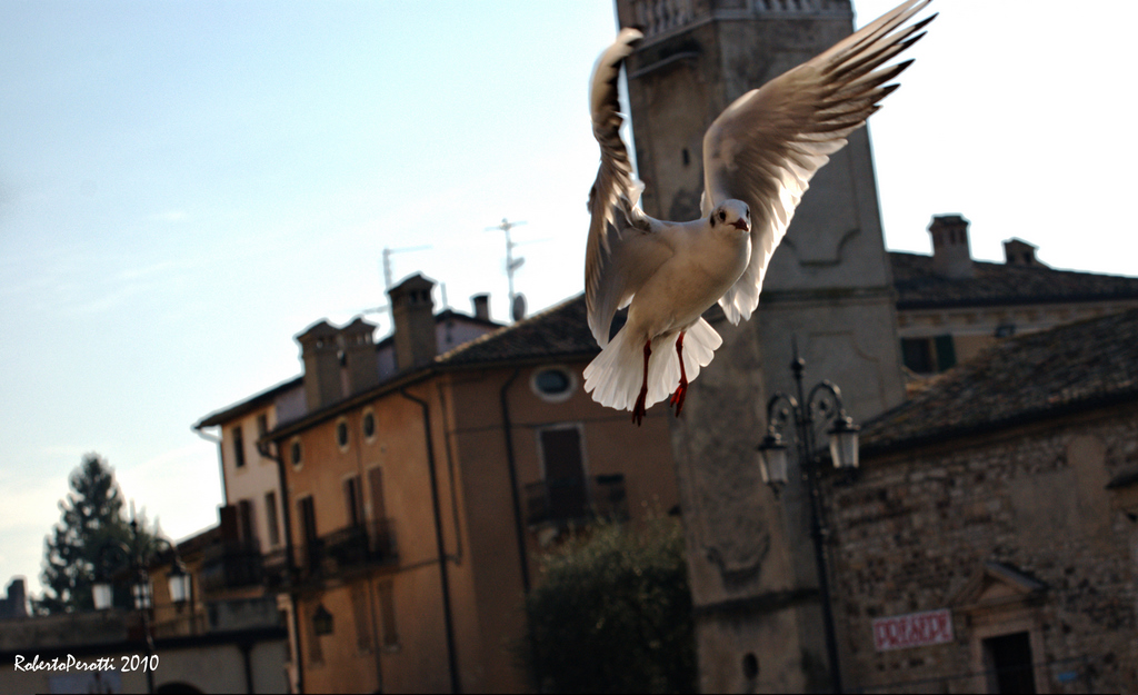 Gabbiani al volo 1