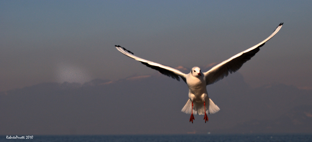 Gabbiani al volo 3