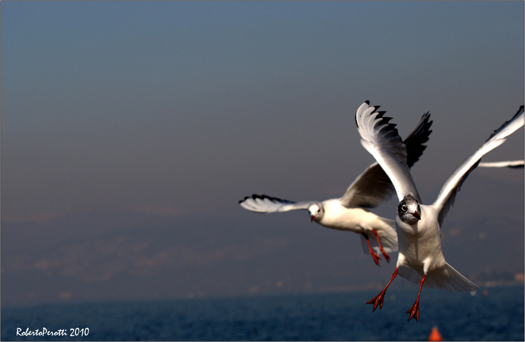 Gabbiani al volo 5