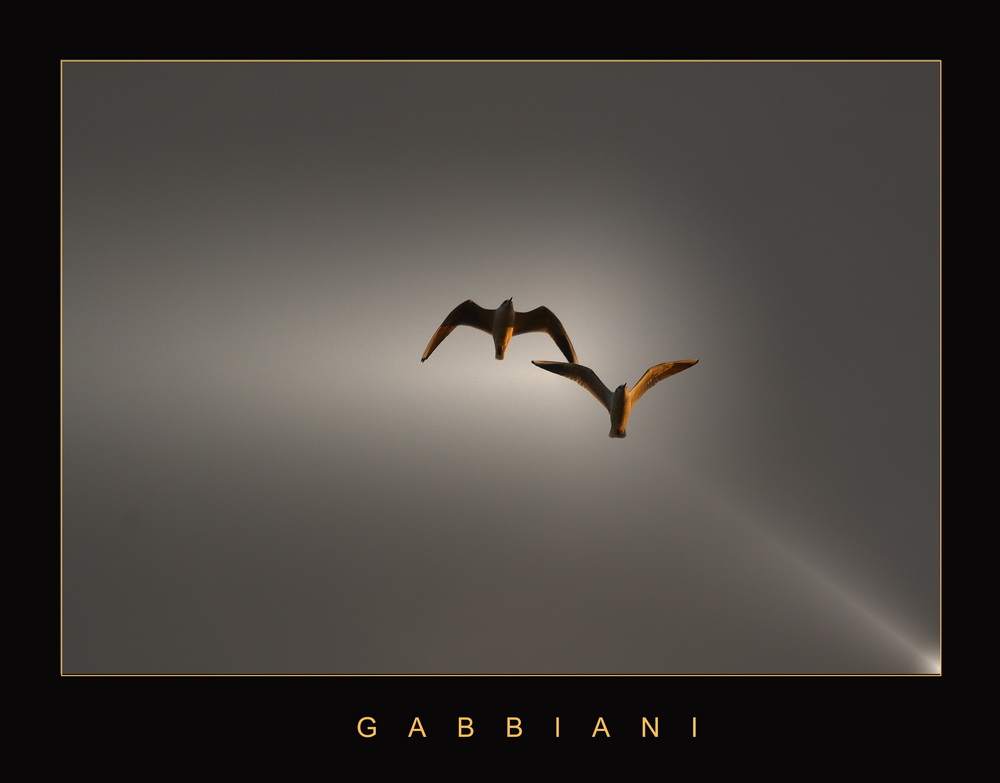 GABBIANI