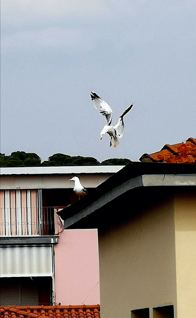 Gabbiani.... è tutto un attimo...