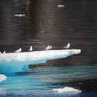 Gabbiani ed iceberg