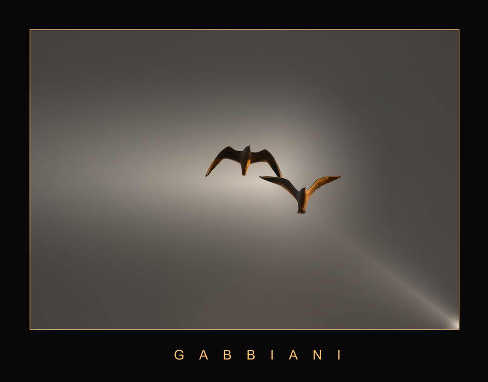 GABBIANI