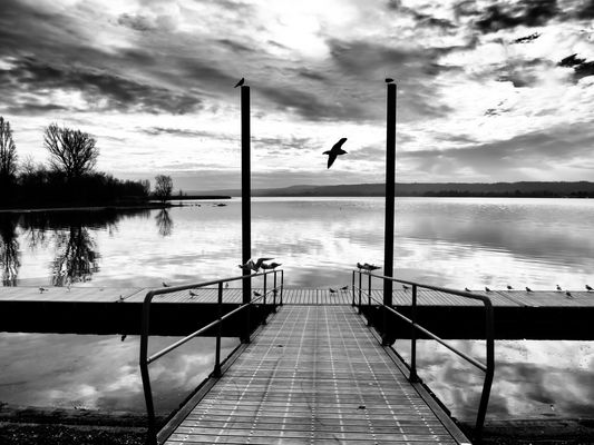 Gabbiani in volo sul pontile