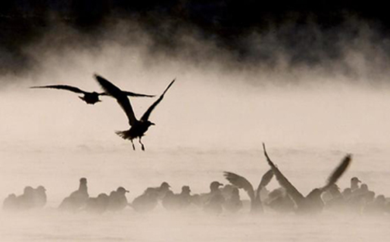 Gabbiani nella nebbia