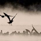 Gabbiani nella nebbia