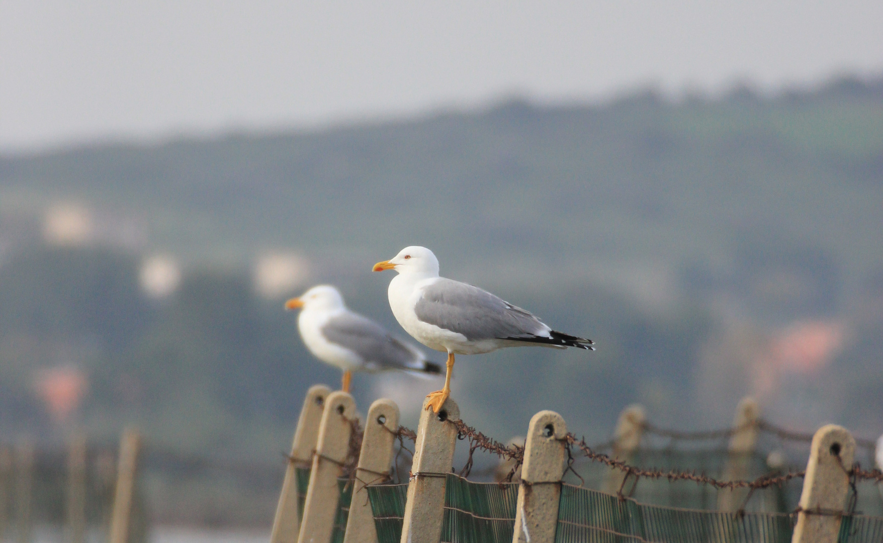 Gabbiani sentinella alle porte della base militare