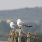 Gabbiani sentinella alle porte della base militare