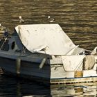 Gabbiani sul lago di Como