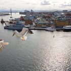 Gabbiani sul porto di Stavanger