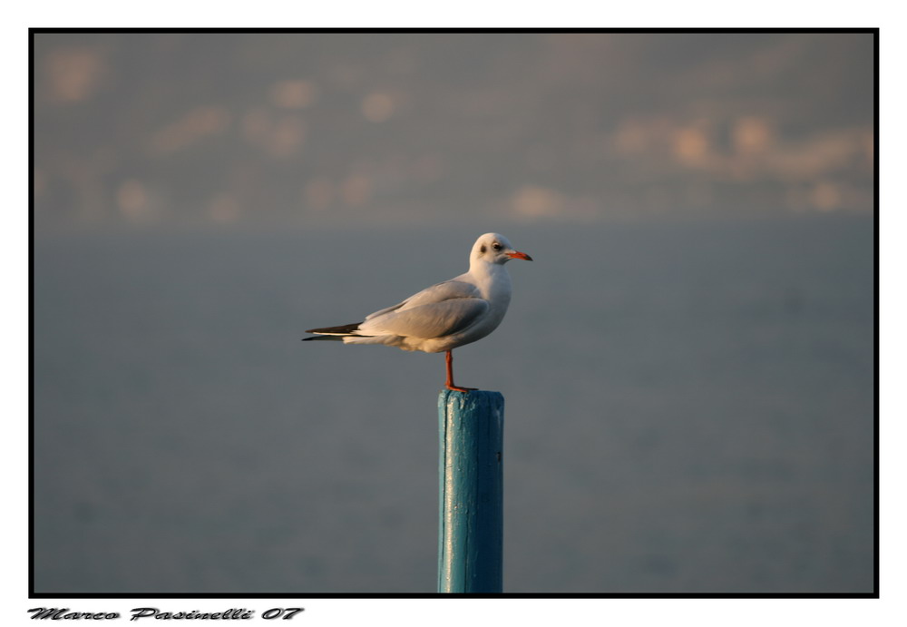 gabbiano a iseo