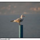 gabbiano a iseo