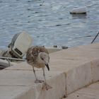 gabbiano a passeggio