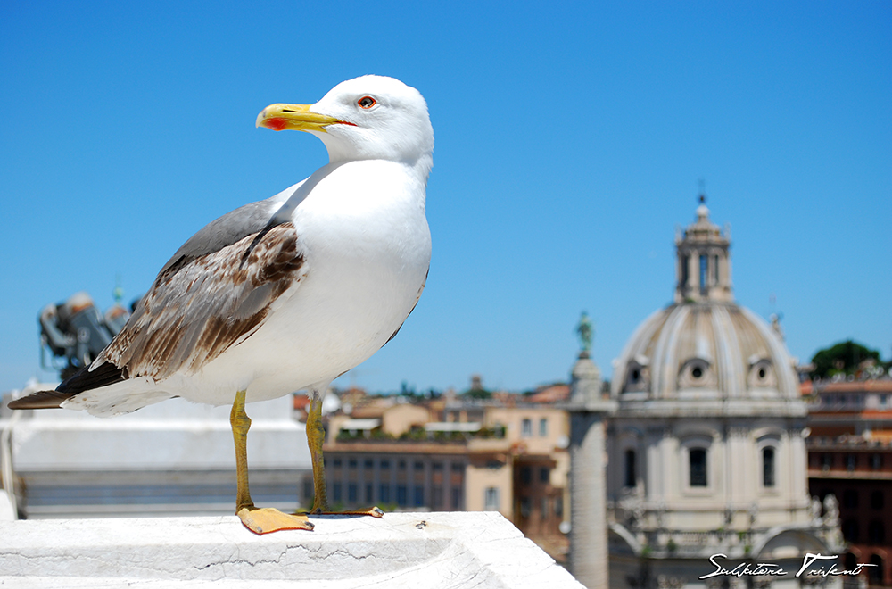 Gabbiano a Roma