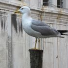 gabbiano a venezia