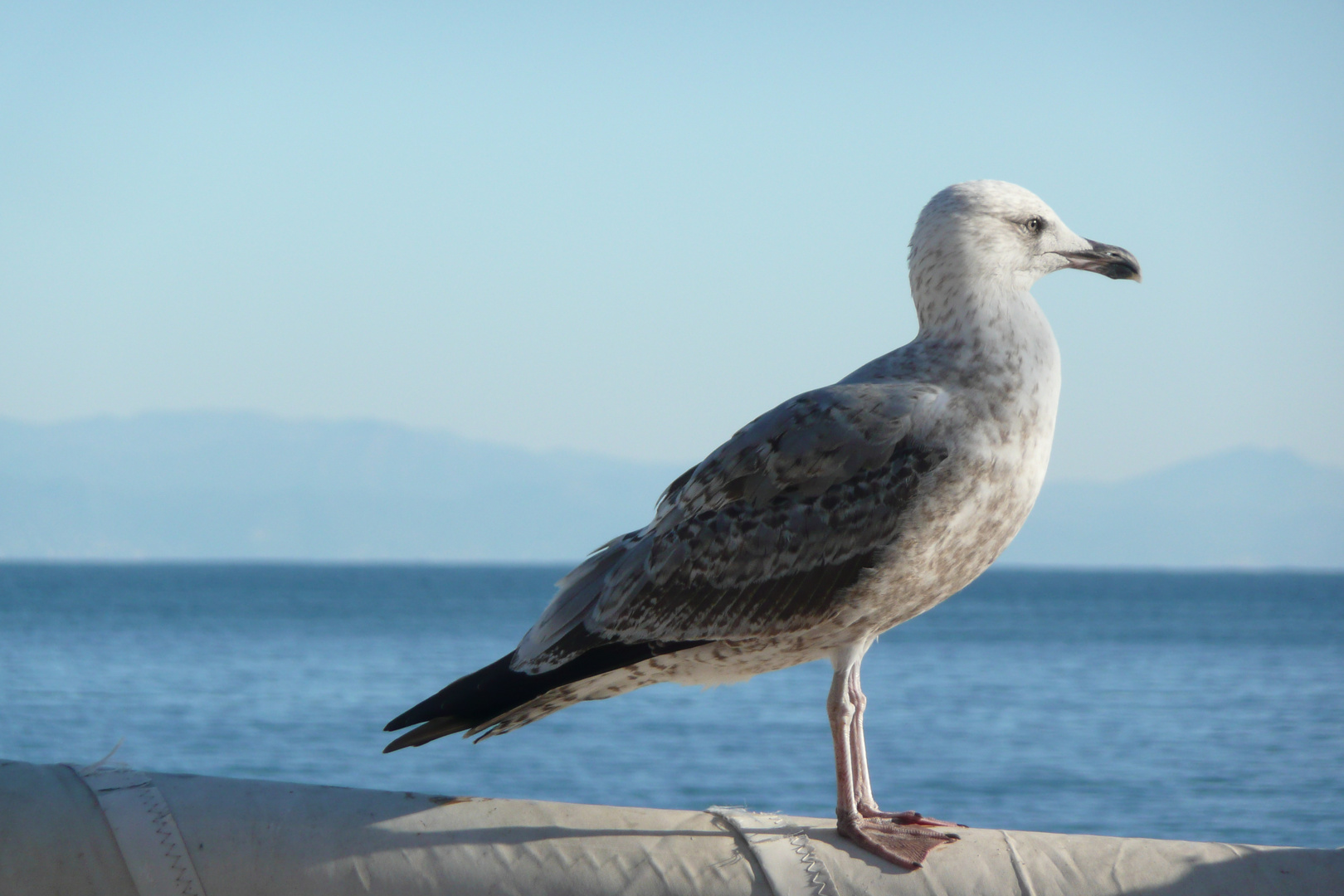 gabbiano al mare di Noli