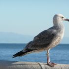 gabbiano al mare di Noli