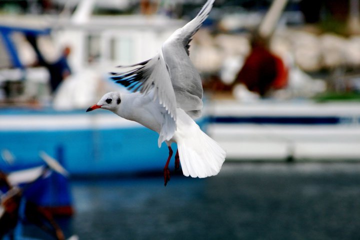 Gabbiano al porto