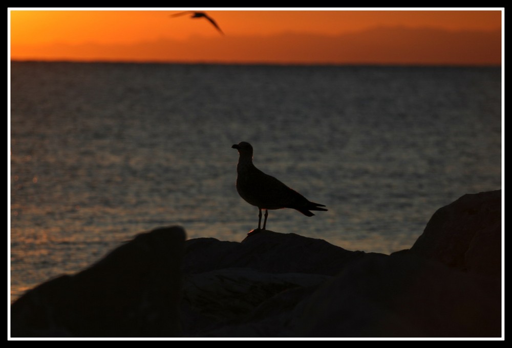 Gabbiano al tramonto