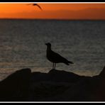 Gabbiano al tramonto