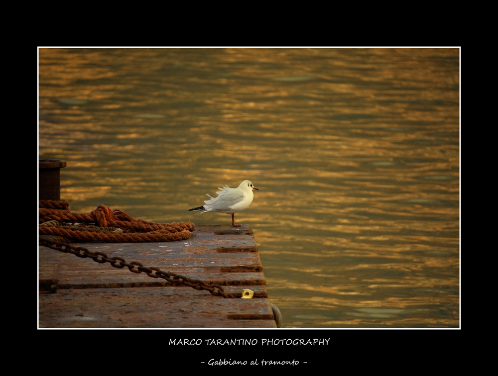 Gabbiano al tramonto