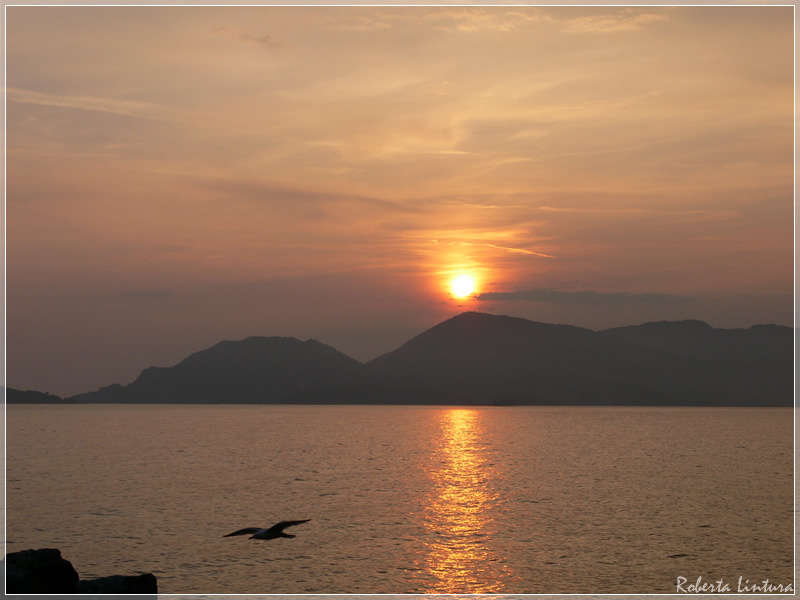 Gabbiano al tramonto